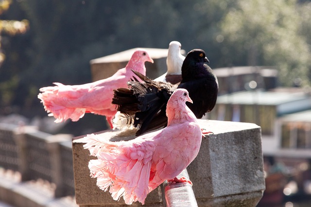 挑战时不轻 挑战时不轻
